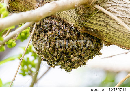 ニホンミツバチの分蜂2 50586711