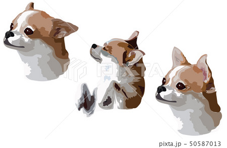 Face of Chihua hua dog various emotions vector Face of Chihua hua dog various emotions vector 50587013