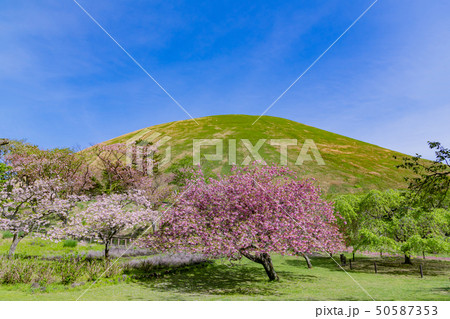 静岡県伊東市　大室山公園　さくらの里 50587353