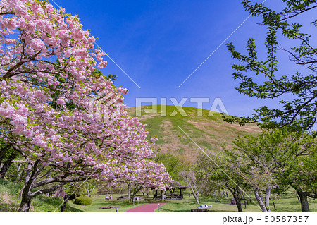 静岡県伊東市　大室山公園　さくらの里 50587357