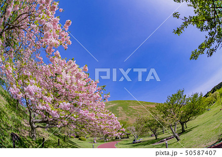 静岡県伊東市　大室山公園　さくらの里　魚眼レンズ 50587407