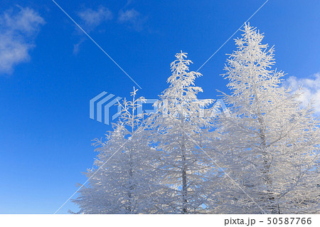 長野_厳冬の美ヶ原_霧氷 50587766