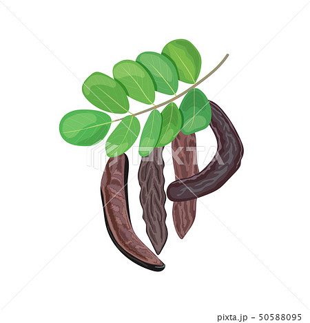 Ripe Carob branch with sweet pods, leaves on white Ripe Carob branch with sweet pods, leaves on white 50588095