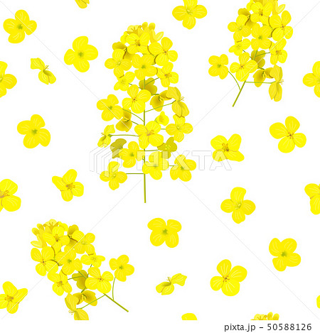 Blossoming Rapeseed seamless pattern isolated Blossoming Rapeseed seamless pattern isolated 50588126
