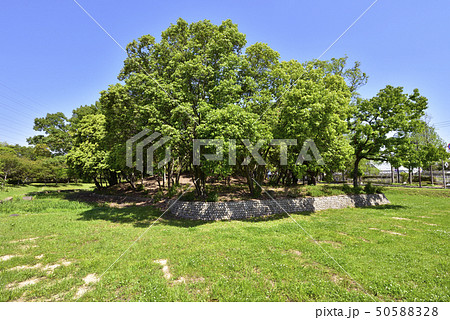 旗塚古墳　大仙公園（大阪府堺市） 50588328