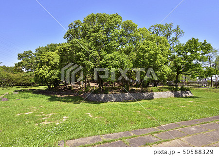 旗塚古墳　大仙公園（大阪府堺市） 50588329
