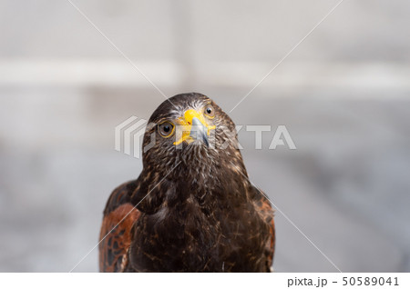 The hawk straight face expression of eye 50589041