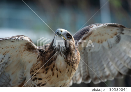The isolated portrait of hawk 50589044