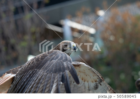 The isolated portrait of hawk 50589045