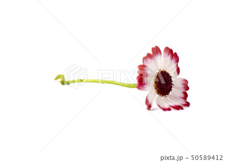 spring flowers isolated on light spring flowers isolated on light 50589412