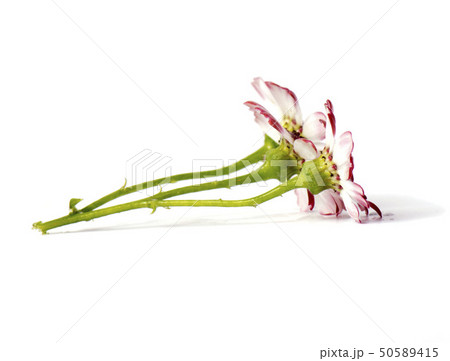 spring flowers isolated on light 50589415