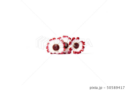 spring flowers isolated on light spring flowers isolated on light 50589417