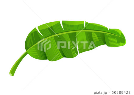Banana leaves vector, isolated on white background Banana leaves vector, isolated on white background 50589422