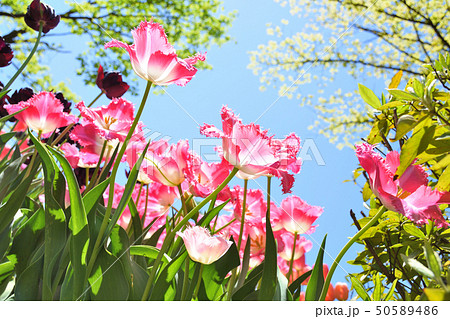 チューリップ公園のチューリップ 50589486