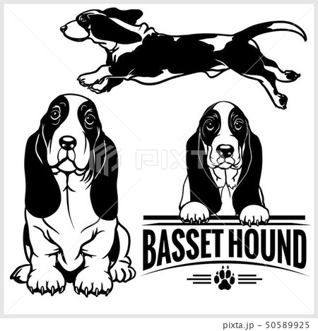 Basset Hound Dog Vector Set Isolated のイラスト素材