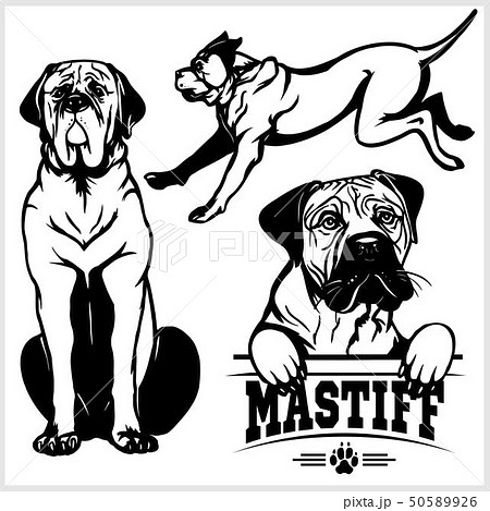 Mastiff dog - vector set isolated illustration...のイラスト素材