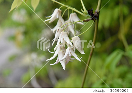 ムベの花 ムベの花 50590005
