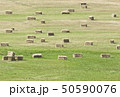 Straw bales on the green field 50590076