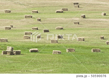 Straw bales on the green field Straw bales on the green field 50590076