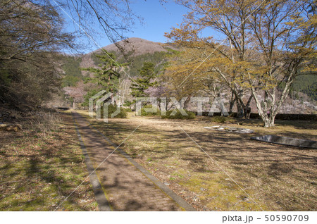 桜咲くころの奥多摩湖 展望広場 桜咲くころの奥多摩湖 展望広場 50590709