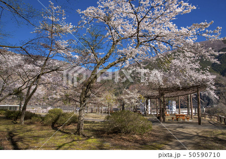 桜咲くころの奥多摩湖 第一広場 桜咲くころの奥多摩湖 第一広場 50590710