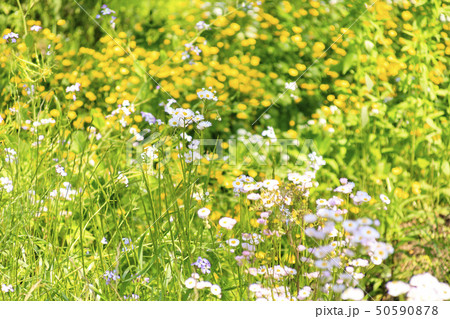 小網代(春) 小網代(春) 50590878