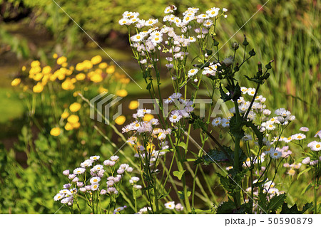 小網代（春） 50590879