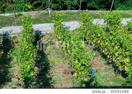 Vineyards in the sity Karlsruhe is the largest city of the state of Baden-Württemberg in southwest Vineyards in the sity Karlsruhe is the largest city of the state of Baden-Württemberg in southwest 50591489