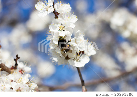 sprigs of blossoming apricots. 50591586