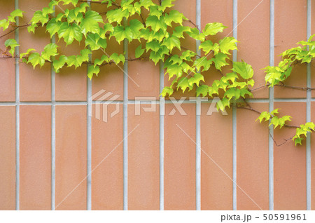 タイルと蔦の背景素材　テクスチャー 50591961