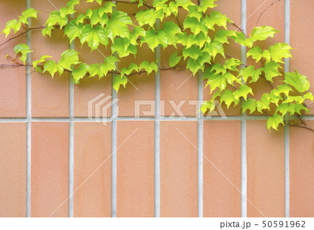 タイルと蔦の背景素材 テクスチャー タイルと蔦の背景素材 テクスチャー 50591962