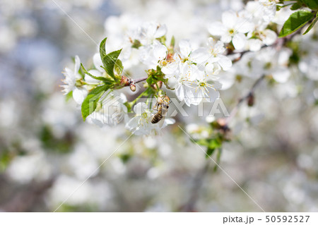 blooming twigs of cherry.  50592527