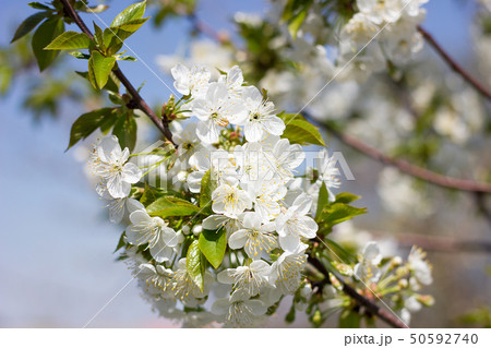 blooming twigs of cherry. blooming twigs of cherry. 50592740