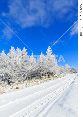 長野_美ヶ原高原の霧氷帯 長野_美ヶ原高原の霧氷帯 50592845