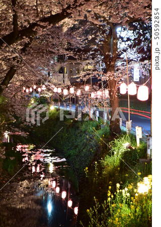 東川と夜桜 東川と夜桜 50592854