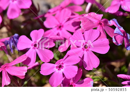 芝桜 芝桜 50592855
