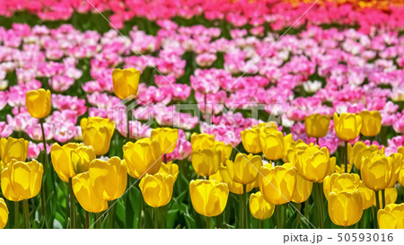 美しいチューリップの花 美しいチューリップの花 50593016
