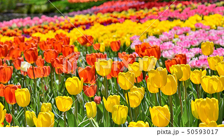 美しいチューリップの花 美しいチューリップの花 50593017