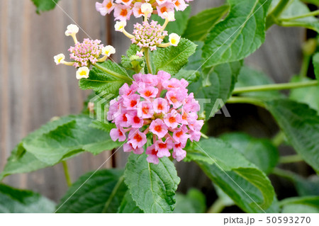 三鷹中原に咲くランタナ（シチヘンゲ） 50593270