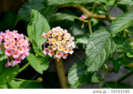 三鷹中原に咲くランタナ(シチヘンゲ) 三鷹中原に咲くランタナ(シチヘンゲ) 50593280