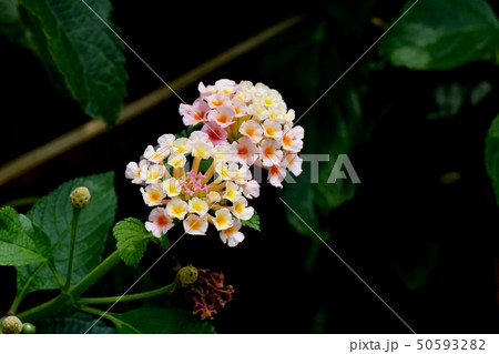 三鷹中原に咲くランタナ(シチヘンゲ) 三鷹中原に咲くランタナ(シチヘンゲ) 50593282