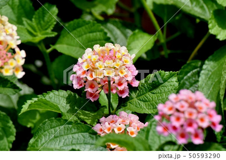 三鷹中原に咲くランタナ(シチヘンゲ) 三鷹中原に咲くランタナ(シチヘンゲ) 50593290