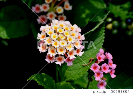 三鷹中原に咲くランタナ(シチヘンゲ) 三鷹中原に咲くランタナ(シチヘンゲ) 50593304