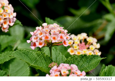 三鷹中原に咲くランタナ(シチヘンゲ) 三鷹中原に咲くランタナ(シチヘンゲ) 50593317