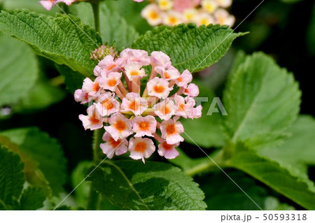 三鷹中原に咲くランタナ(シチヘンゲ) 三鷹中原に咲くランタナ(シチヘンゲ) 50593318