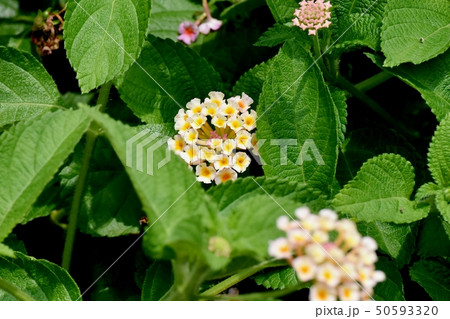 三鷹中原に咲くランタナ(シチヘンゲ) 三鷹中原に咲くランタナ(シチヘンゲ) 50593320