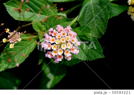 三鷹中原に咲くランタナ(シチヘンゲ) 三鷹中原に咲くランタナ(シチヘンゲ) 50593321