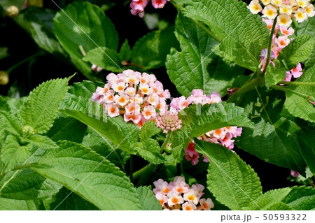 三鷹中原に咲くランタナ(シチヘンゲ) 三鷹中原に咲くランタナ(シチヘンゲ) 50593322