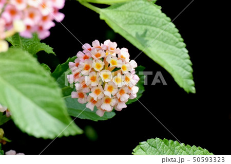 三鷹中原に咲くランタナ(シチヘンゲ) 三鷹中原に咲くランタナ(シチヘンゲ) 50593323