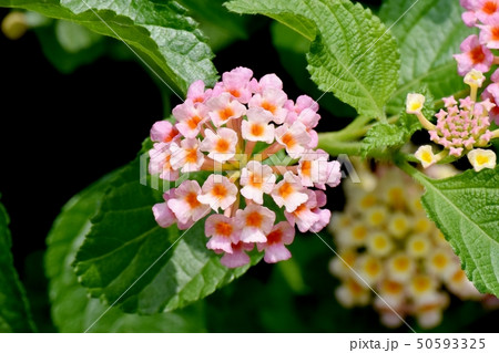 三鷹中原に咲くランタナ(シチヘンゲ) 三鷹中原に咲くランタナ(シチヘンゲ) 50593325